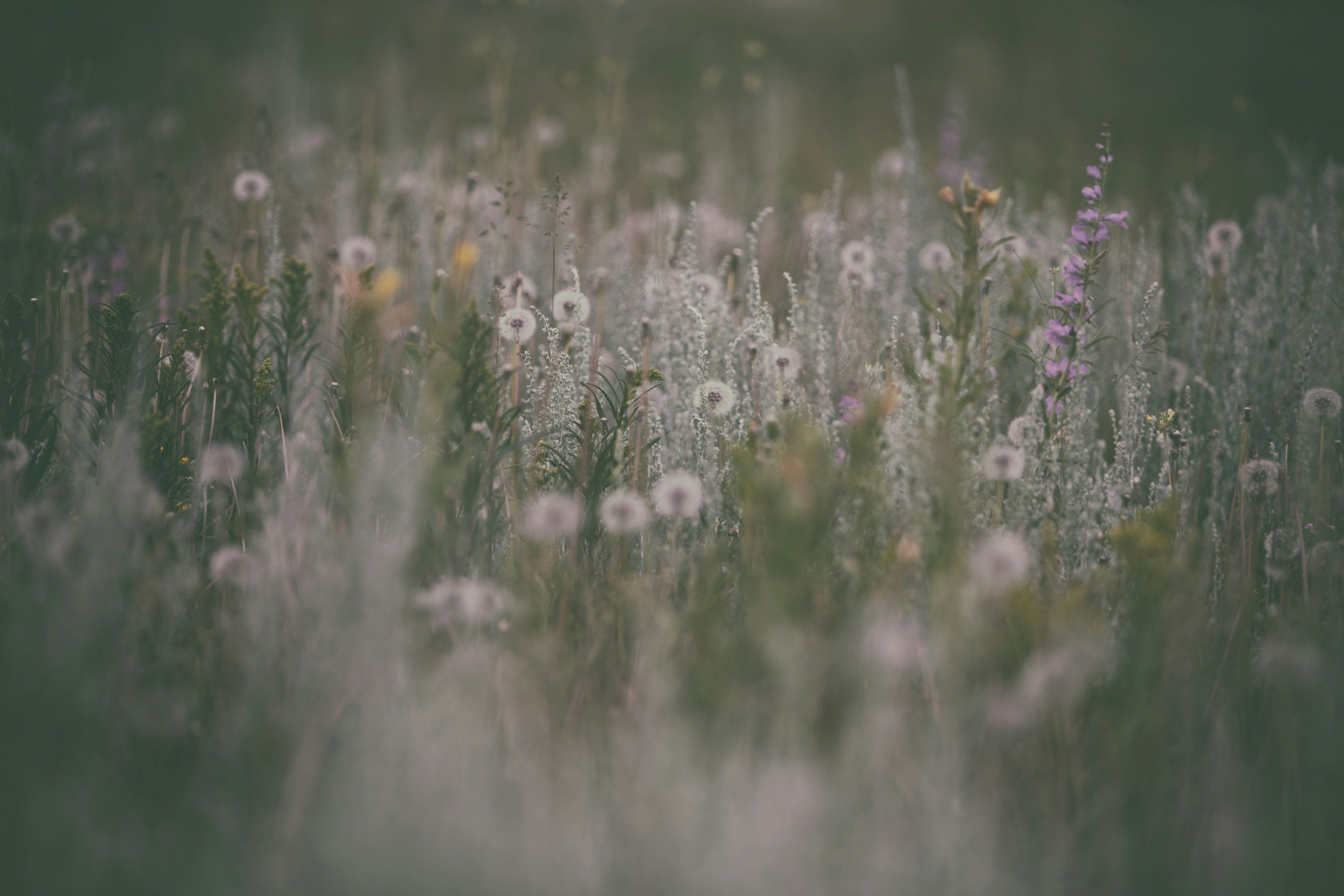 selective focus photography of white petaled flower